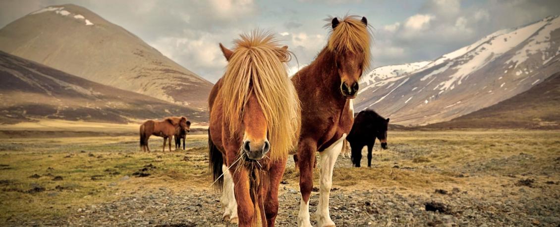 The graceful horses of Iceland