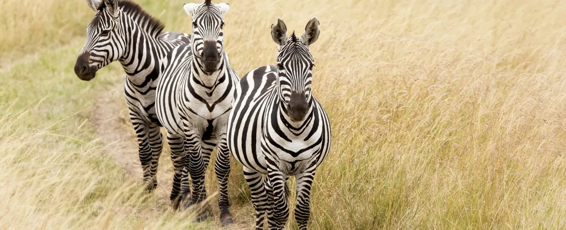 Zebras in Masai Mara