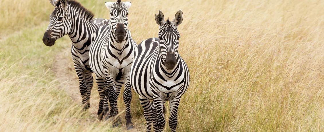 Zebras in Masai Mara