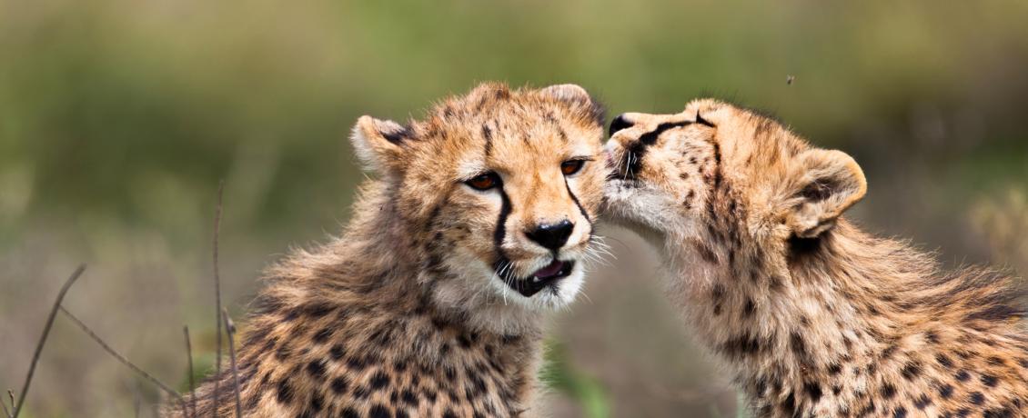 Cheetah in the Serengeti