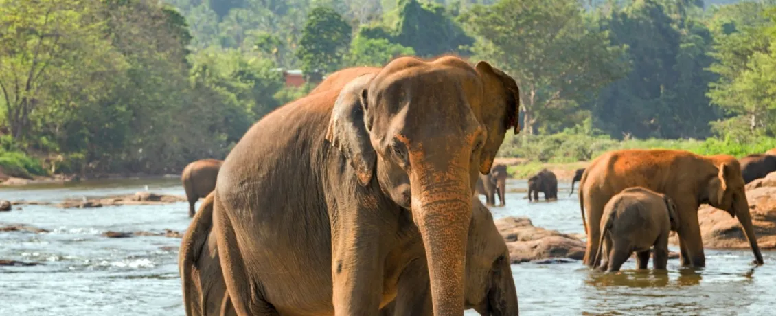 Pinnawala in Sri Lanka