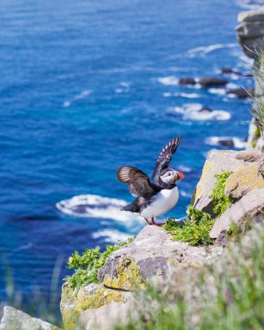 Puffins Newfoundland