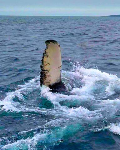 Whale breach