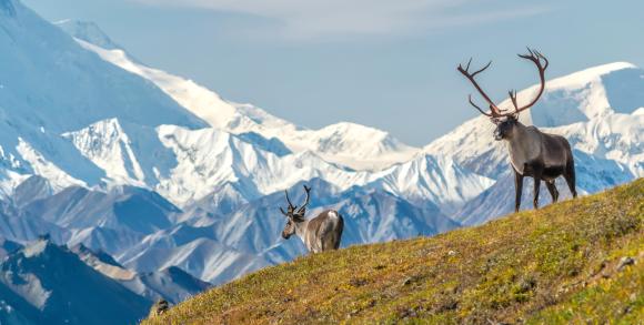 Caribou