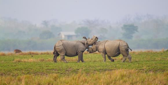 Wildlife