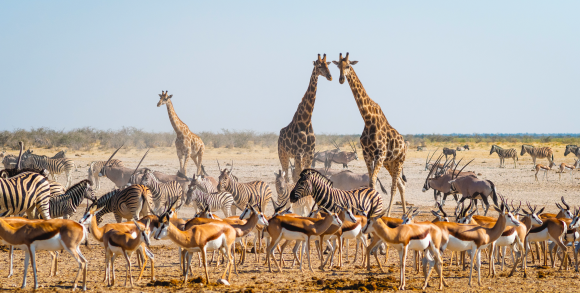 Etosha National Park