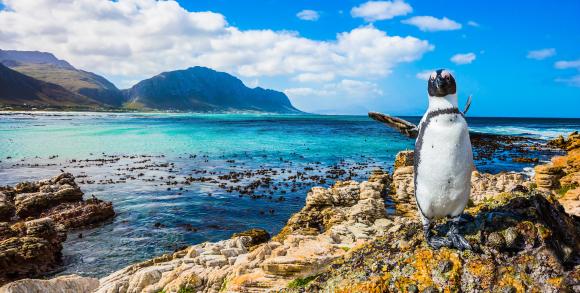  Boulders Beach