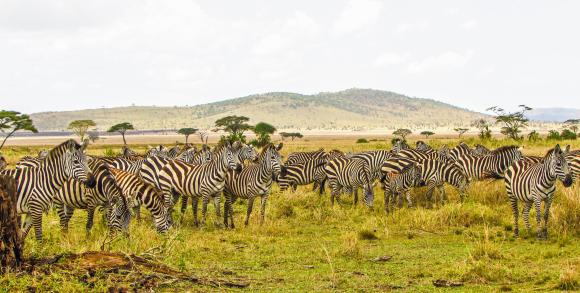 East Africa