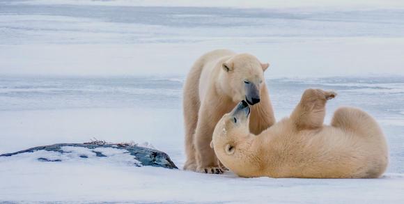 Churchill Polar Bears
