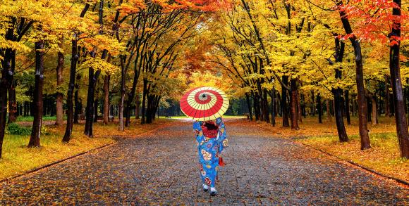 Japan autumn leaves
