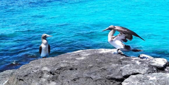 Blue footed boobies in Galapagos