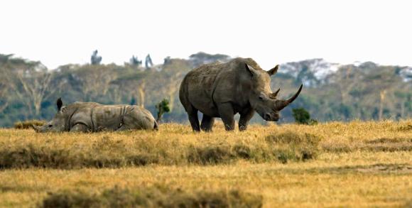 Rhino in East Africa