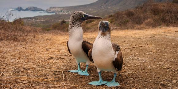 Blue-footed Boobies in the Galapagos