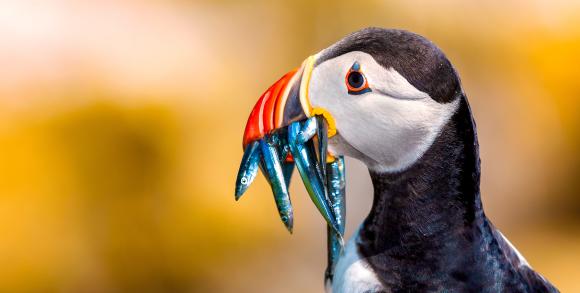 Up close shot of puffin eating fishes in Iceland with a colourful yellow background
