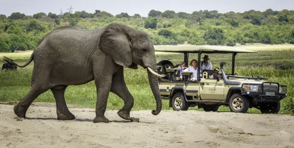 Elephant walking past a safari vehicle with travellers in Chobe National Park, Botswana