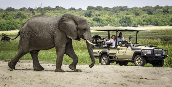Elephant walking past a safari vehicle with travellers in Chobe National Park, Botswana