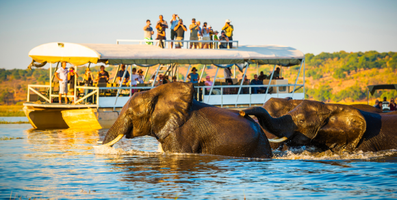 Wildlife-viewing boat observing elephants crossing the Chobe River in Botswana.