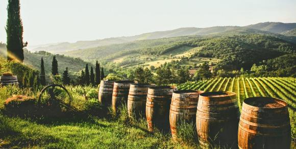 Vineyard in Europe