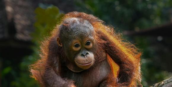 Young Orangutan Borneo