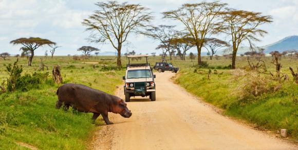 Hippo spotted on safari