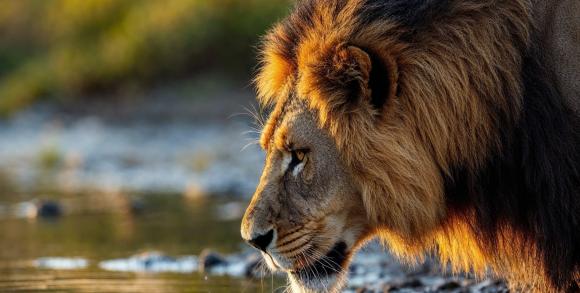 Lion drinking water