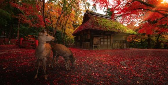 Nara deer
