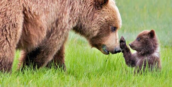 Grizzly and cub in Alaska