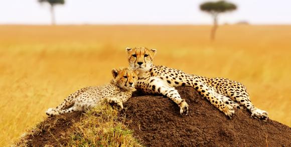 Masai Mara