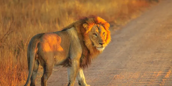Male lion sunrise
